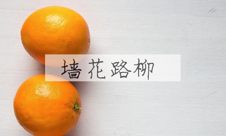 成语墙花路柳是什么意思？