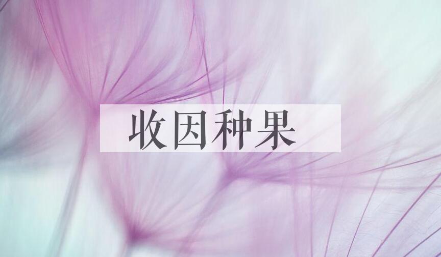 成语收因种果是什么意思？