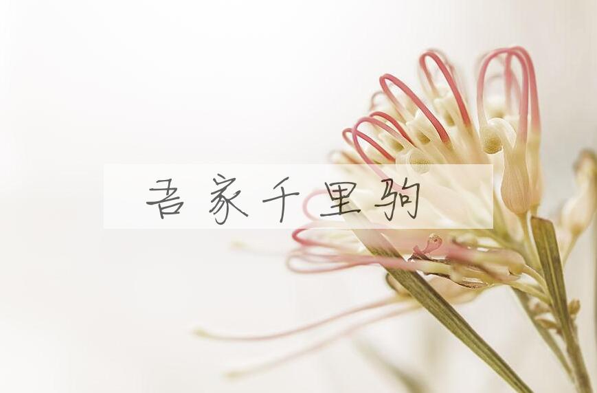 成语吾家千里驹是什么意思？