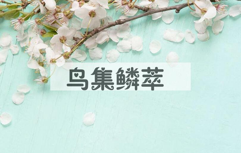 成语鸟集鳞萃是什么意思？