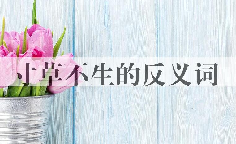 用寸草不生造句