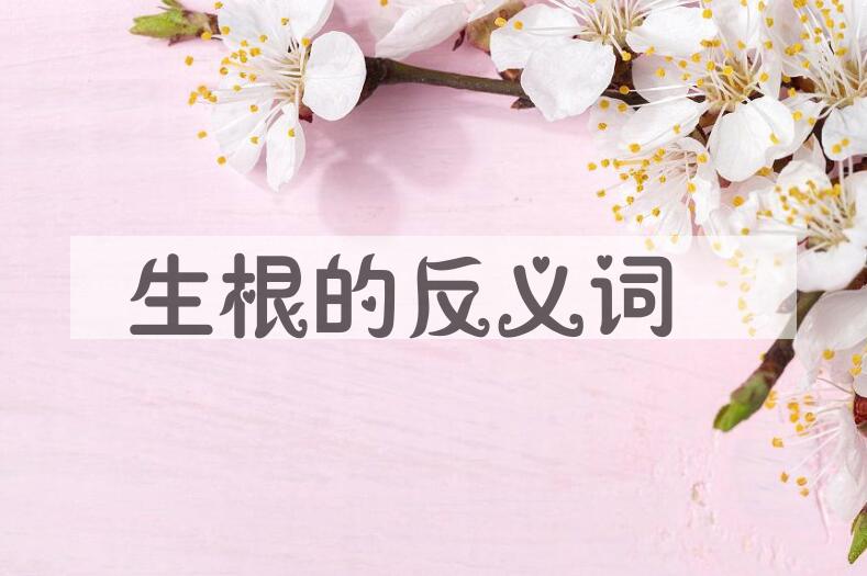 用生根造句