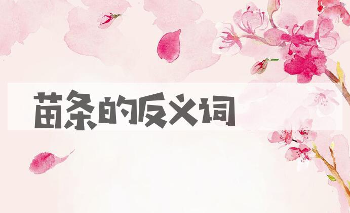 用苗条造句