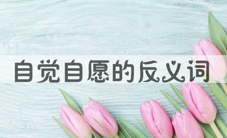 用自觉自愿造句