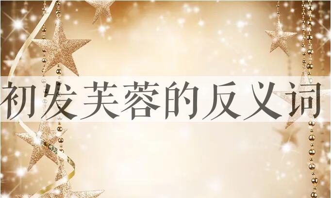 用初发芙蓉造句