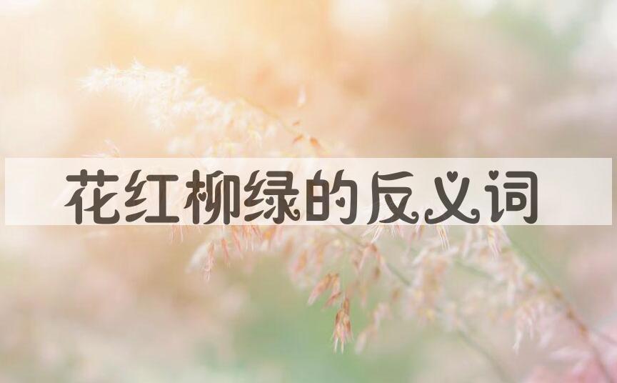 用花红柳绿造句