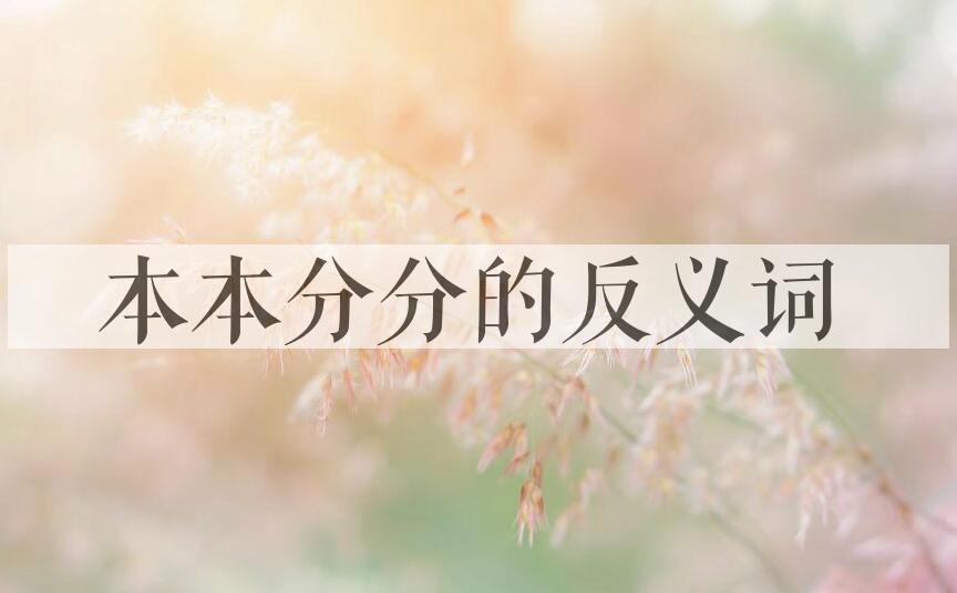 用本本分分造句