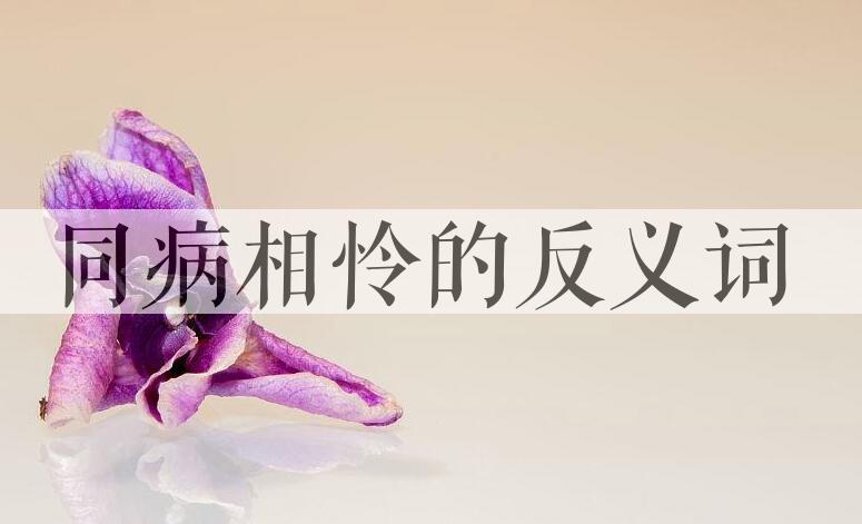 用同病相怜造句