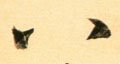 八字的其他书法字体
