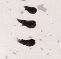 三字的其他书法字体