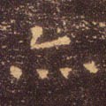亦字的其他书法字体