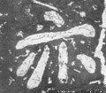 亦字的其他书法字体