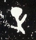 靕字的其他书法字体