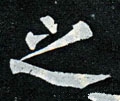 之字的其他书法字体
