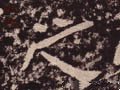 之字的其他书法字体