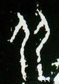 從字的其他书法字体