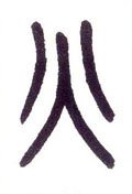 灬字的其他书法字体