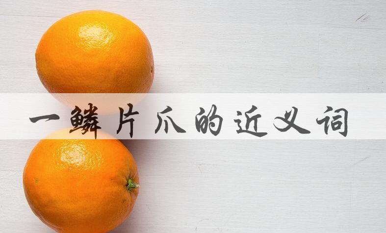 用一鳞片爪造句