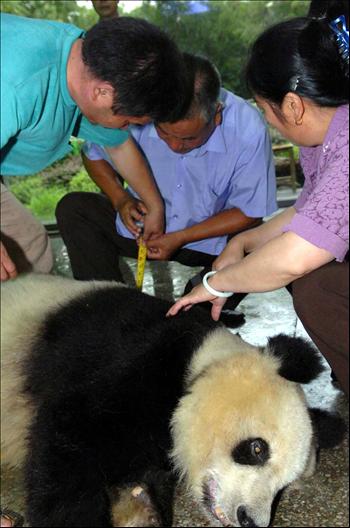 世界最老的圈养大熊猫“美美”病逝