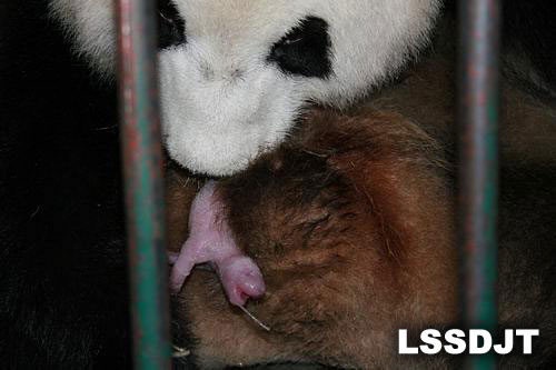 大熊猫“莉莉”诞下今年全球首对大熊猫双胞胎(Lsjt.org)
