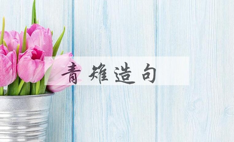 用青雉造句