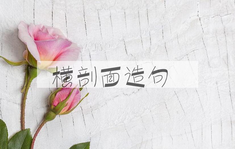 用横剖面造句