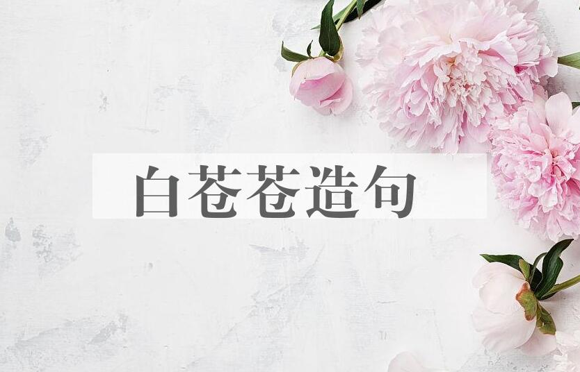 用白苍苍造句