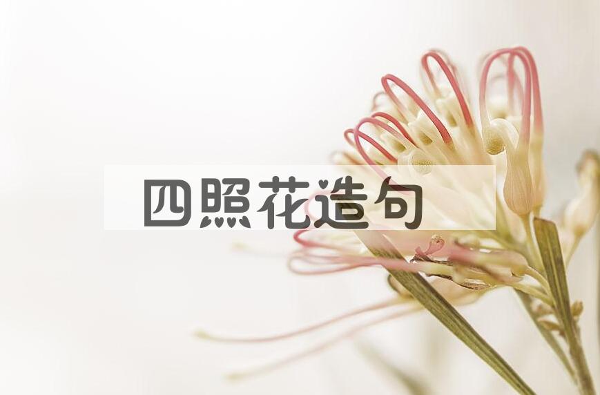 用四照花造句