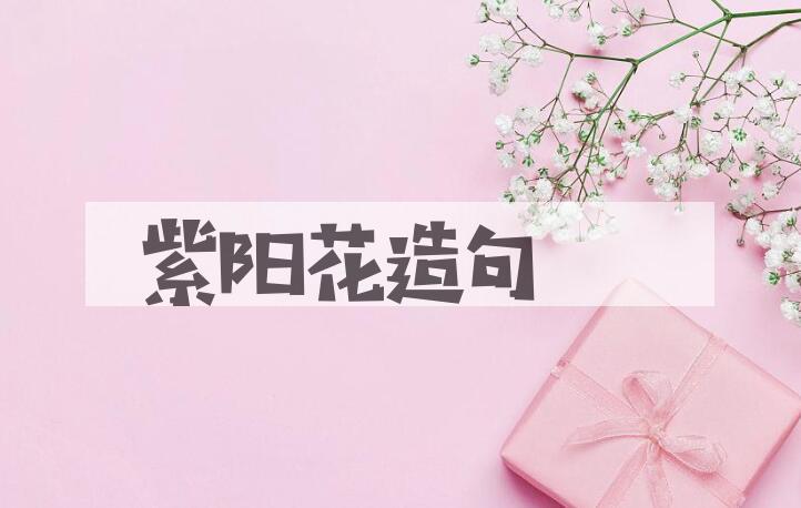 用紫阳花造句