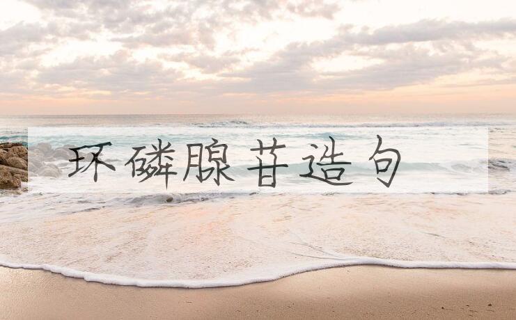 用环磷腺苷造句