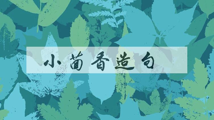 用小茴香造句