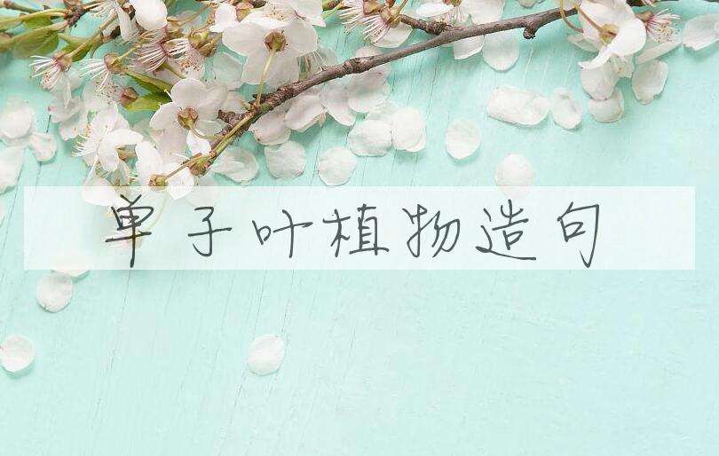 用单子叶植物造句