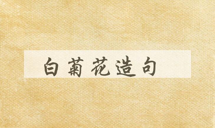 用白菊花造句