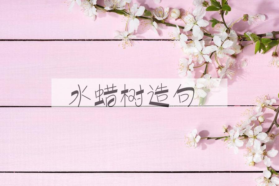用水蜡树造句