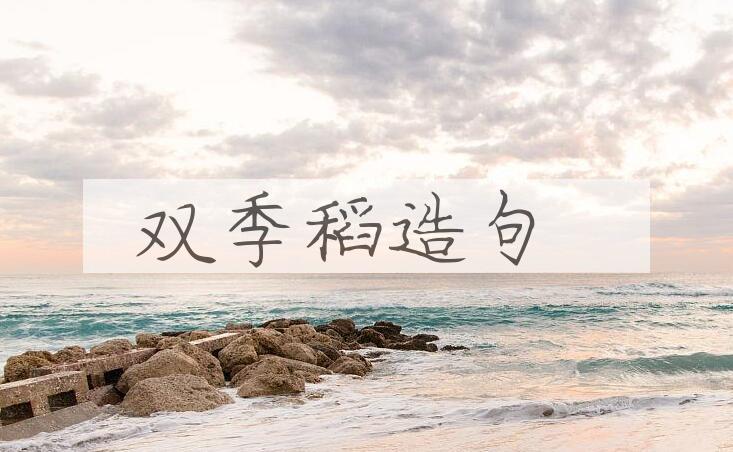 用双季稻造句