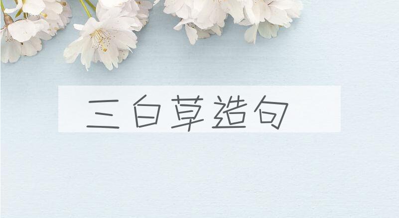 用三白草造句